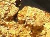 spéciment de grosse pépite d'or