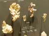 exposition de spécimens de pépite d'or