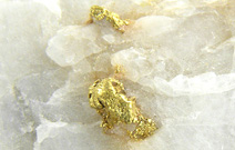 pépite d'or dans quartz blanc